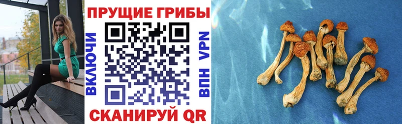 Галлюциногенные грибы Magic Shrooms  Купить закладки  Фёдоровский 